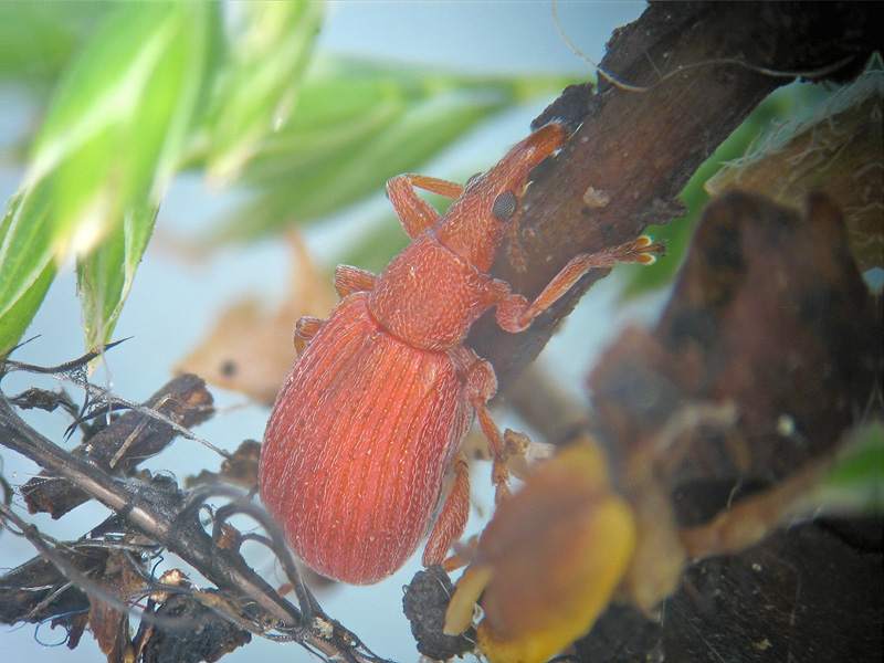 Apion sp.